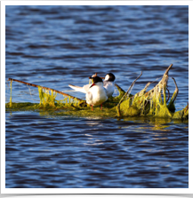 Common Tern - Rafting Common Tern - Rafting